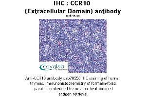 Image no. 1 for anti-Chemokine (C-C Motif) Receptor 10 (CCR10) (2nd Extracellular Domain) antibody (ABIN1732757) (CCR10 anticorps  (2nd Extracellular Domain))