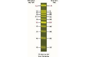 Agarose Gel Electrophoresis (AGE) image for FluoroBand™ 100 bp Fluorescent DNA Ladder (ABIN5662616)