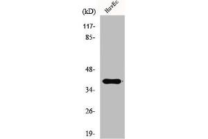 Western Blot analysis of HuvEc cells using Gads Polyclonal Antibody (GRAP2 anticorps  (Internal Region))