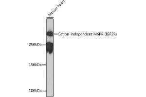 Western blot analysis of extracts of Mouse heart, using Cation-independent Cation-independent M6PR (IGF2R) (IGF2R) Rabbit mAb (ABIN1678848, ABIN3018066, ABIN3018067 and ABIN7101574) at 1:1000 dilution.