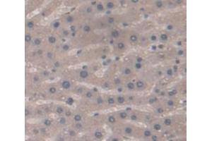 Used in DAB staining on fromalin fixed paraffin- embedded Kidney tissue (NOS2 anticorps  (AA 530-693))