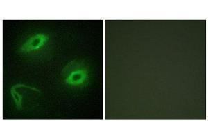 Immunofluorescence (IF) image for anti-Latherin (LATH) (Internal Region) antibody (ABIN1849748) (LATH anticorps  (Internal Region))