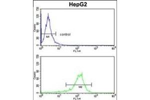 GGTLA1 Antibody (N-term) (ABIN391586 and ABIN2841518) flow cytometry analysis of HepG2 cells (bottom histogram) compared to a negative control cell (top histogram). (GGT5 anticorps  (N-Term))