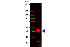 Western Blot of Goat anti-Rabbit Fc antibody. (Chèvre anti-Lapin IgG (Fc Region) Anticorps - Preadsorbed)