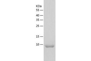 Western Blotting (WB) image for Chemokine (C-X-C Motif) Ligand 3 (CXCL3) (AA 33-101) protein (His-IF2DI Tag) (ABIN7123221)