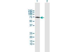 Western Blot analysis of GBP1 expression in transfected 293T cell line by GBP1 MaxPab polyclonal antibody. (GBP1 anticorps  (AA 1-592))