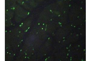 Detection of H3 in Rat Skeletal Muscle Tissue using Polyclonal Antibody to Histone H3 (H3)