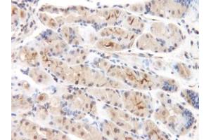 Image no. 1 for anti-Chemokine (C-C Motif) Ligand 8 (CCL8) antibody (ABIN465585) (CCL8 anticorps)