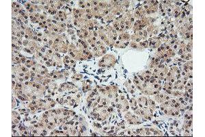 Image no. 1 for anti-Melan A (MLANA) antibody (ABIN1499426) (MLANA anticorps)