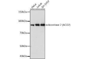 Western blot analysis of extracts of various cell lines, using Aconitase 2   Rabbit mAb (ABIN7265379) at 1:1000 dilution. (ACO2 anticorps)