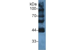 Western Blot; Sample: Mouse Testis lysate; Primary Ab: 2µg/ml Rabbit Anti-Human LYAR Antibody Second Ab: 0.