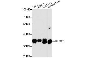 Western blot analysis of extracts of various cell lines, using AKR1C1 antibody. (AKR1C1 anticorps  (AA 1-323))