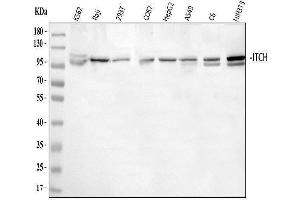 Western blot analysis of ITCH/AIP4 using anti-ITCH/AIP4 antibody (ABIN3043253).