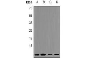 Western blot analysis of Cystatin A expression in HEK293T (A), Hela (B), NIH3T3 (C), mouse kidney (D) whole cell lysates. (CSTA anticorps  (C-Term))
