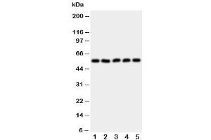 Western blot testing of HYAL2 antibody and Lane 1:  HeLa