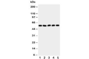 Western blot testing of HYAL2 antibody and Lane 1:  HeLa (HYAL2 anticorps  (AA 142-157))