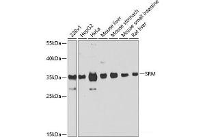 Western blot analysis of extracts of various cell lines using SRM Polyclonal Antibody at dilution of 1:1000. (Spermidine Synthase anticorps)