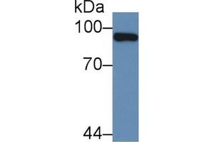 Western Blot; Sample: Human Liver lysate; Primary Ab: 2µg/mL Rabbit Anti-Human PML Antibody Second Ab: 0.
