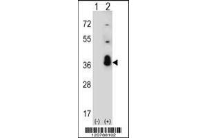 Western blot analysis of SFRS1 using rabbit polyclonal SFRS1 Antibody using 293 cell lysates (2 ug/lane) either nontransfected (Lane 1) or transiently transfected (Lane 2) with the SFRS1 gene. (SRSF1 anticorps  (C-Term))