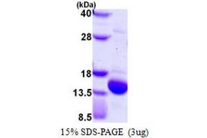 SDS-PAGE (SDS) image for Ubiquitin-Like 3 (UBL3) (AA 1-114) protein (His tag) (ABIN667466)