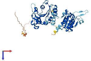 AlphaFold protein structure predicition of Human Recombinant CMAS Protein, UniprotID Q8NFW8