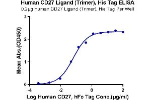 Immobilized Human CD27 Ligand (Trimer) at 2 μg/mL (100 μL/Well) on the plate.