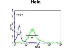 Flow cytometric analysis of Hela cells using Fibromodulin Antibody (C-term) Cat.