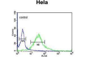 Flow cytometric analysis of Hela cells using Fibromodulin Antibody (C-term) Cat. (Fibromodulin anticorps  (C-Term))