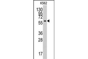 Western blot analysis of anti-YARS2 Antibody (N-term) (ABIN6244048 and ABIN6579016) in K562 cell line lysates (35 μg/lane). (YARS2 anticorps  (N-Term))
