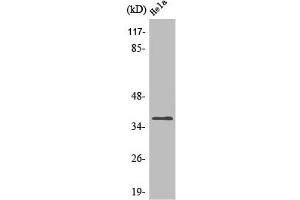 Western Blot analysis of HepG2 cells using Olfactory receptor 4Q3 Polyclonal Antibody
