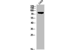 Western blot analysis of L929 using p-HSL (S855) antibody. (LIPE anticorps  (pSer855))