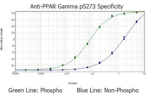 ELISA results of purified Rabbit anti-PPAR gamma pS273 tested against BSA-conjugated non-phospho and phospho forms of immunizing peptide. (PPARG anticorps  (Internal Region, pSer273))