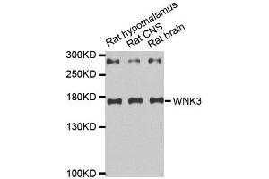 Western Blotting (WB) image for anti-WNK Lysine Deficient Protein Kinase 3 (WNK3) antibody (ABIN1876778)