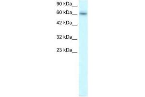 TRAFD1 antibody used at 0. (TRAFD1 anticorps  (C-Term))