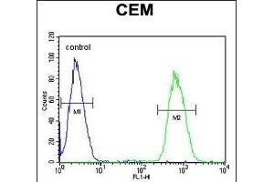 GAL3ST1 Antibody (Center) (ABIN652831 and ABIN2842543) flow cytometric analysis of CEM cells (right histogram) compared to a negative control cell (left histogram).