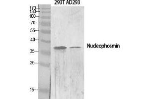 Western Blot (WB) analysis of specific cells using Nucleophosmin Polyclonal Antibody.