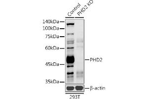 Western blot analysis of extracts from normal (control) and PHD2 knockout (KO) 293T cells, using PHD2 antibody (ABIN7266909) at 1:1000 dilution.