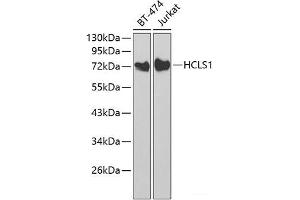Western blot analysis of extracts of various cell lines using HCLS1 Polyclonal Antibody at dilution of 1:1000. (HCLS1 anticorps)