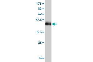 Western Blot detection against Immunogen (38. (DLX2 anticorps  (AA 1-110))