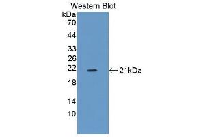 Western Blotting (WB) image for anti-Amphiregulin (AREG) (AA 97-243) antibody (ABIN1866763) (Amphiregulin anticorps  (AA 97-243))