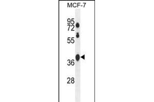 STA2L Antibody (Center) (ABIN654541 and ABIN2844257) western blot analysis in MCF-7 cell line lysates (35 μg/lane). (SPATA2L anticorps  (AA 206-235))