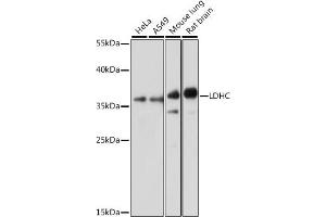 Western blot analysis of extracts of various cell lines, using LDHC antibody (ABIN7268172) at 1:1000 dilution. (Lactate Dehydrogenase C anticorps  (AA 150-250))