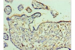 Immunohistochemistry of paraffin-embedded human placenta tissue using ABIN7163737 at dilution of 1:100 (Poliovirus Receptor anticorps  (AA 220-345))
