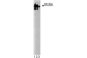 Western blot analysis of Ki-67 on a HeLa lysate (ABIN968535). (Ki-67 anticorps  (AA 1547-1742))