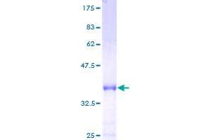 Image no. 1 for PCNA Clamp Associated Factor (PAF) (AA 1-111) protein (GST tag) (ABIN1308554)
