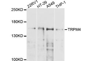 Western blot analysis of extracts of various cell lines, using TRPM4 antibody (ABIN6003844) at 1/1000 dilution.