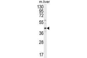 Western blot analysis in mouse liver tissue lysates (35ug/lane) using DNAJC11  Antibody (N-term).