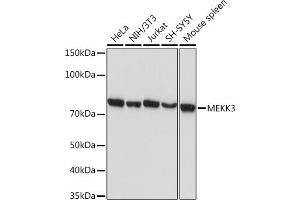 Western blot analysis of extracts of various cell lines, using MEKK3 Rabbit mAb (ABIN7268651) at 1:1000 dilution. (MAP3K3 anticorps)