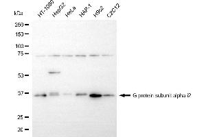 Western blotting analysis using G protein subunit alpha i2 antibody (ABIN7798818).