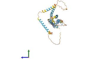 AlphaFold protein structure predicition of Human Recombinant GJC1 Protein, UniprotID P36383